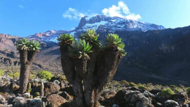 DIE LEMOSHO ROUTE AUF DEN UHURU PEAK (5895M)